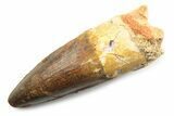 Fossil Spinosaurus Tooth - Robust Tooth #357684-1